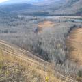 A typical elk / moose meadow